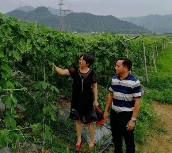 英德这位女子,成为2020年广东农技推广能手_农业