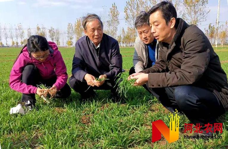 11月19日,河北省农业技术推广总站组织河北省小麦产业创新团队专家到